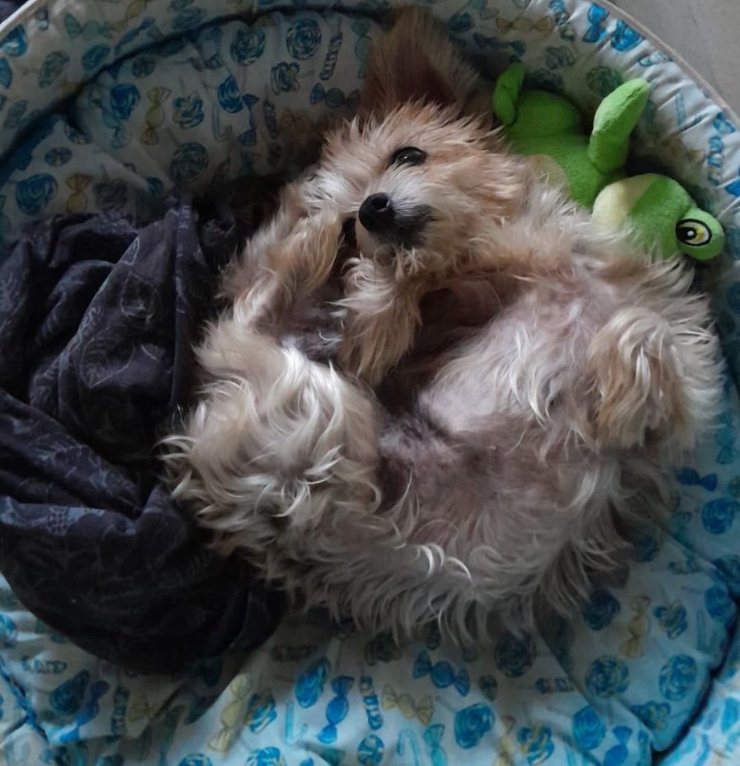 mavis 🪭 vai ver o bts tweet media