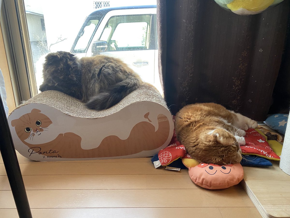 ぽんた師匠 tweet media