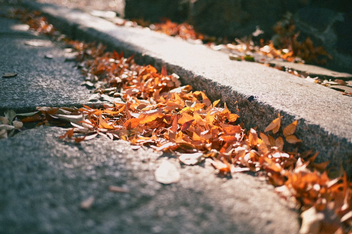 しんくん@ぬこ飯店 tweet media