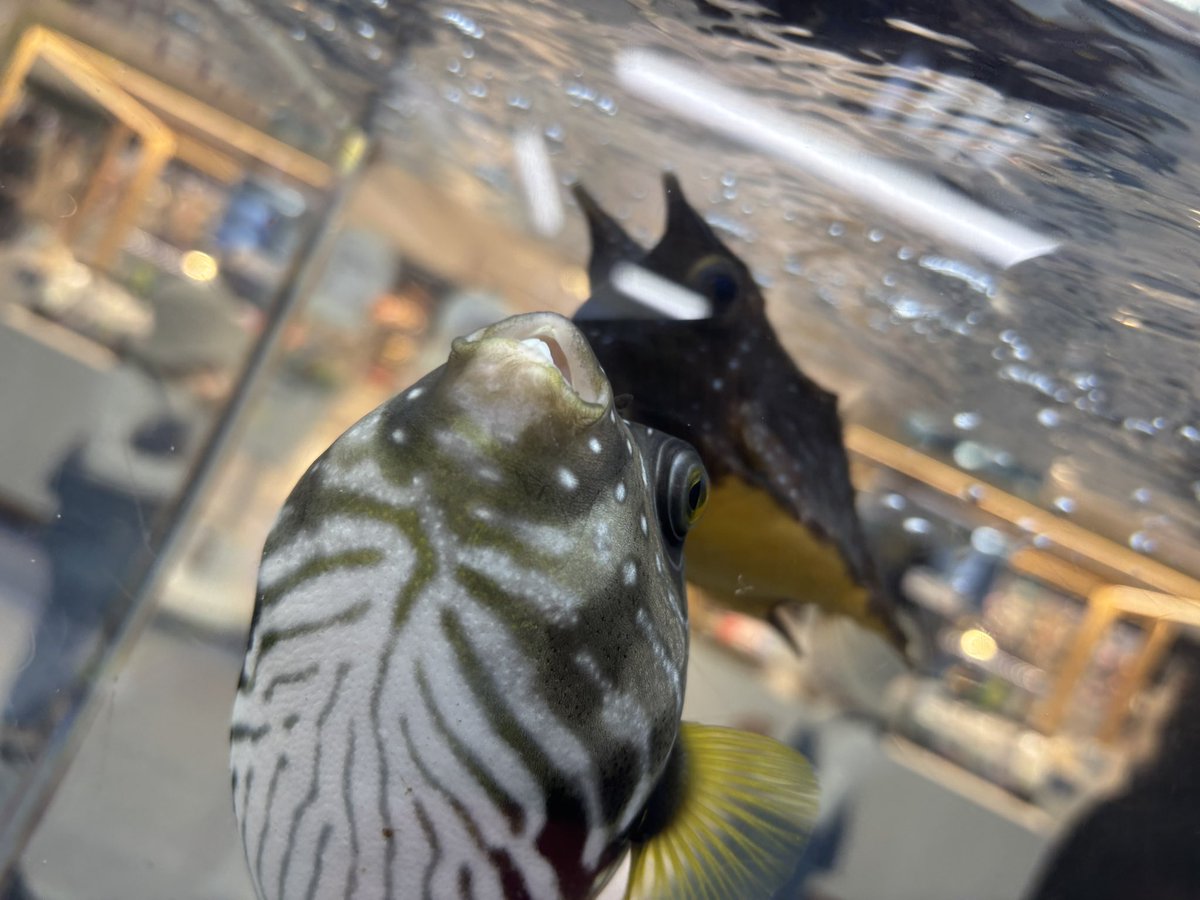 ゆたぴさん🐥焼き鳥系クールな配信鳥🍄 tweet media