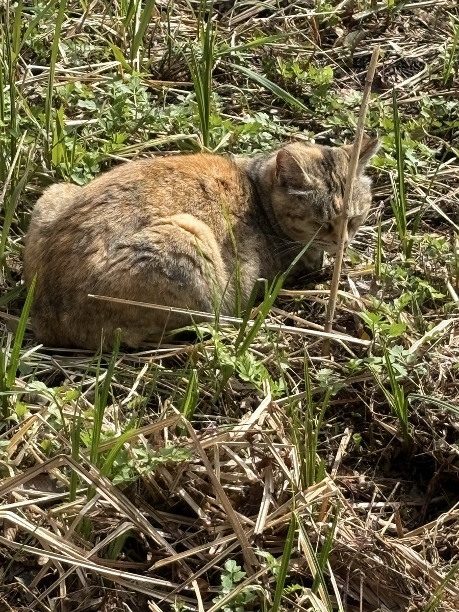 ふなゆき tweet media