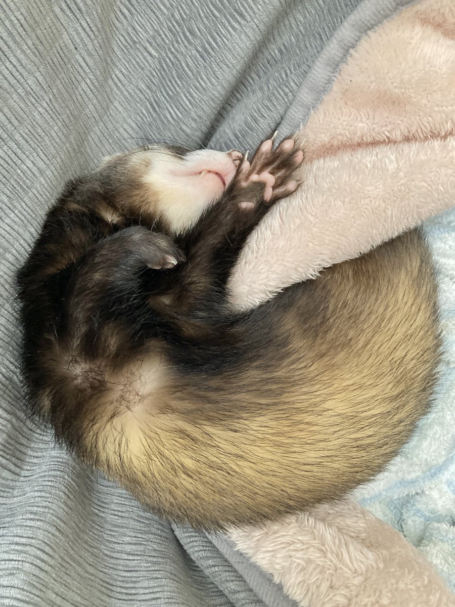 モフリーヌ tweet media