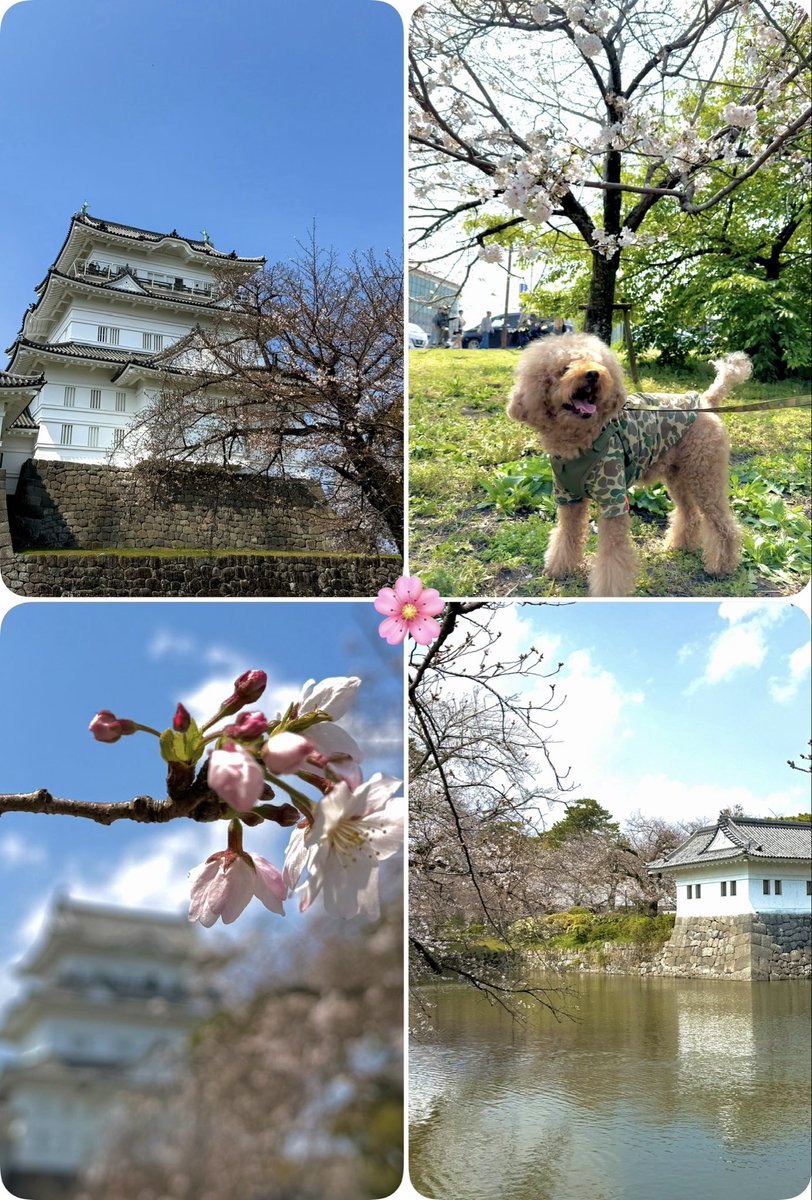 天使のぐらたん tweet media