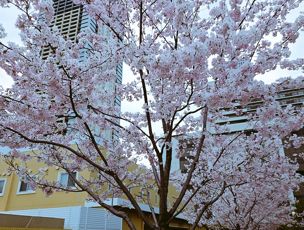 hirokiloki's tweet photo. 桜🌸がキレイでケーキ🍰が可愛い😊
珈琲(コーシー)☕は美味いけど腰は痛てぇ😭 https://t.co/GYAane8XbK