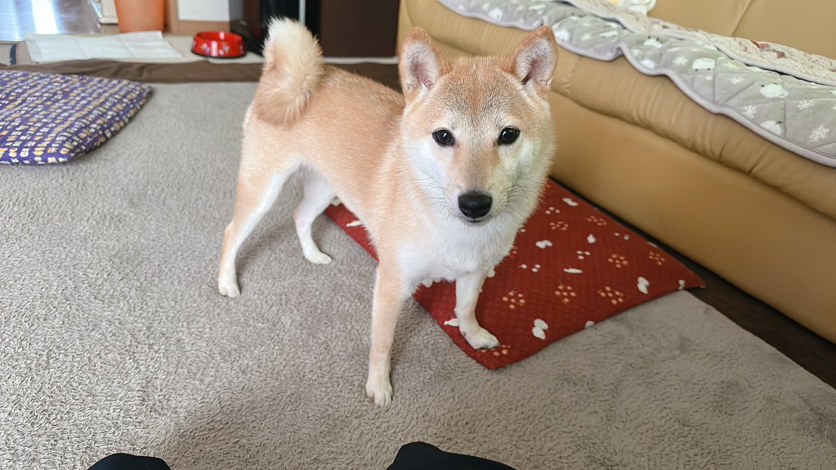 おもち@3.28👑🐃 tweet media