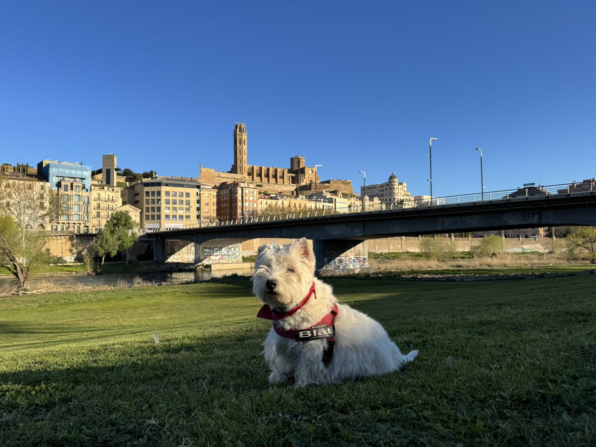 Isa Ramírez tweet media