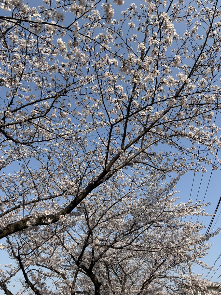 チキン tweet media