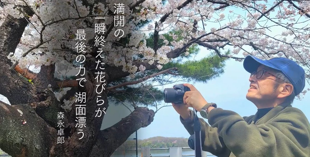 iwabauba's tweet photo. 森卓桜　今年もキレイ　
#あなたとハッピー https://t.co/bqBf5tBRm9