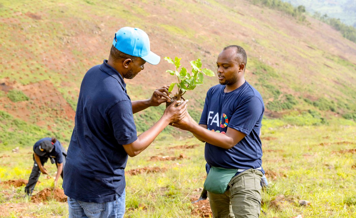 FAO in Rwanda tweet media