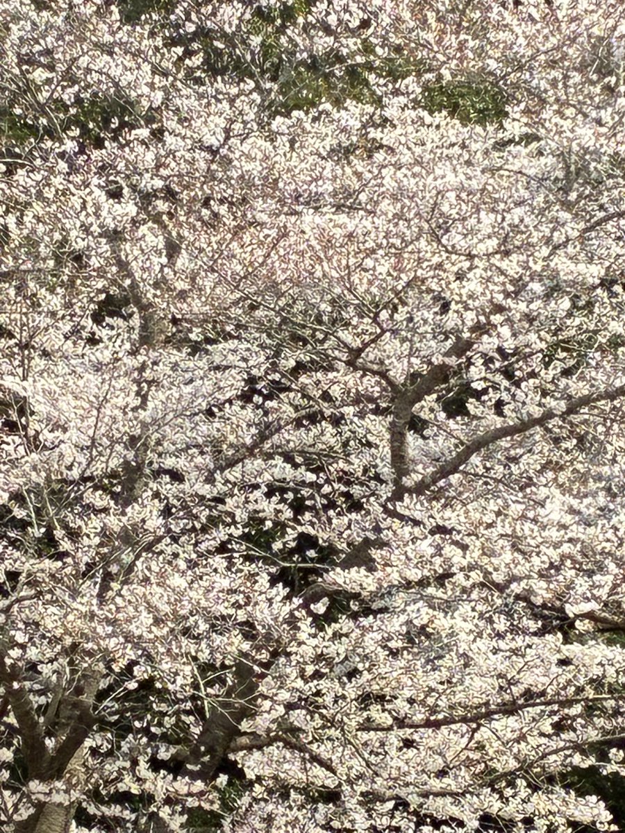 yo_shima's tweet photo. 自宅近所の桜ちゃんでーす https://t.co/bQaueq9KRc