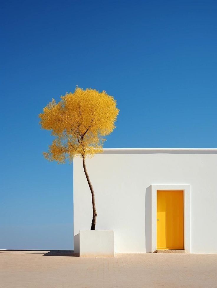 Ramin Nasibov tweet media