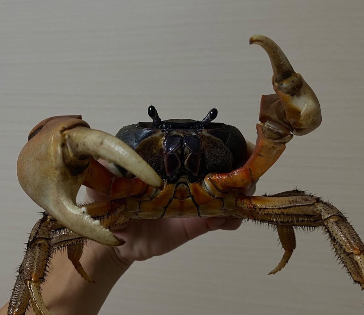 🦀 Crab Of The Day 🦀 tweet media