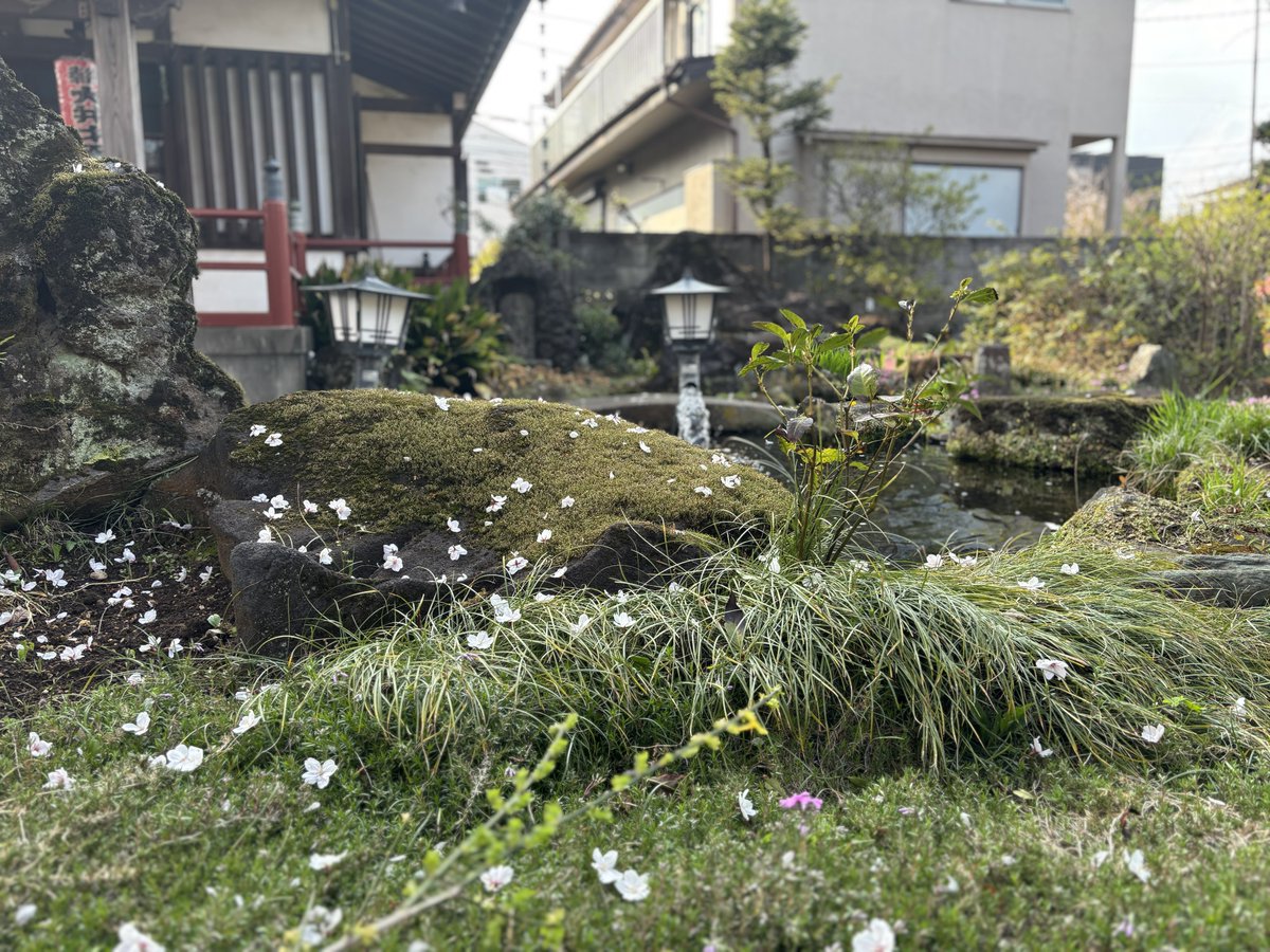 ぺちこ tweet media