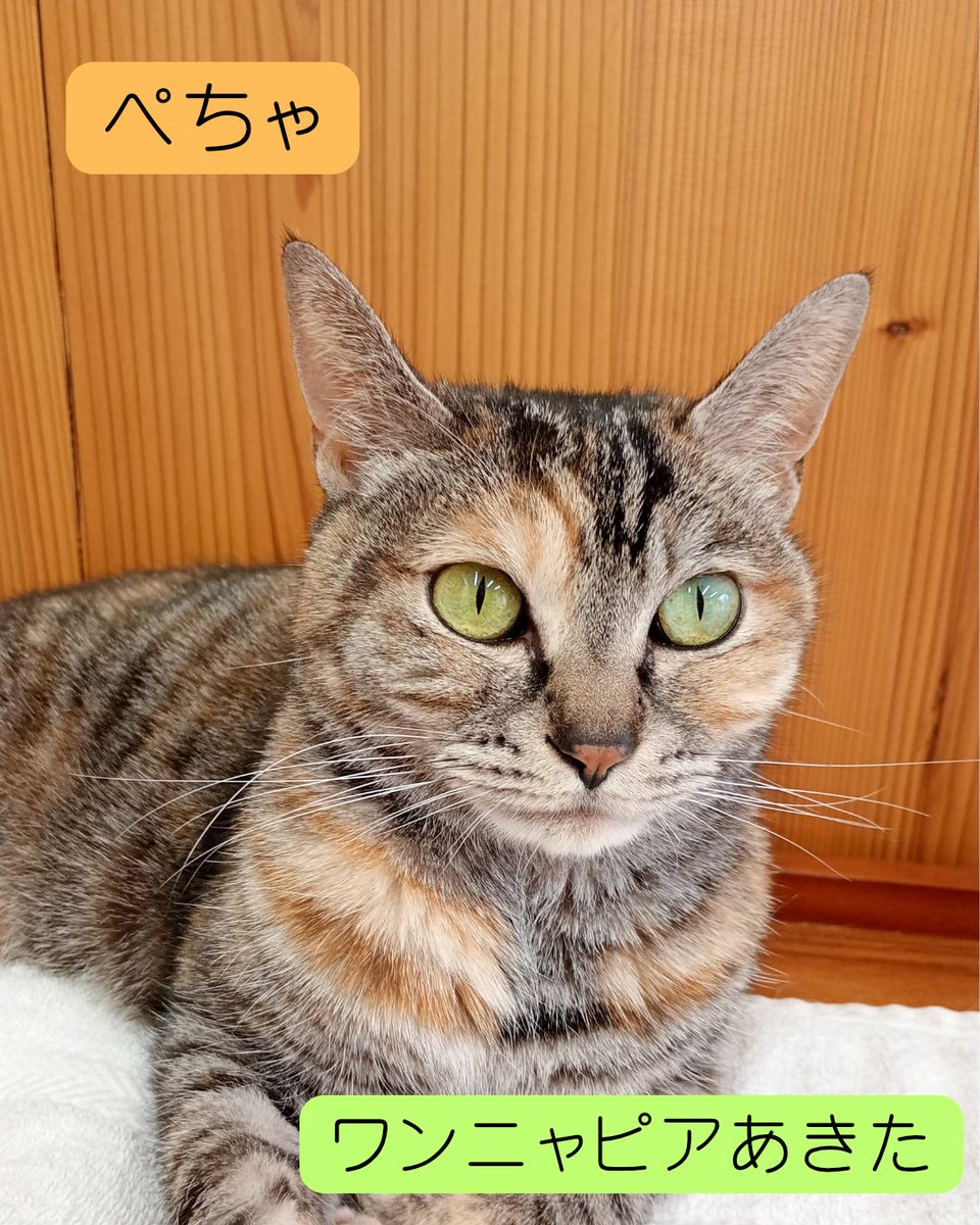 wannyapia's tweet photo. 【家族募集中🐱】
名前：ぺちゃ
性別：メス(不妊手術済み)
年齢：６歳（R8.3月時点推定）

※譲渡にあたり条件があります。
お電話にてマッチングを受付しています。詳細はホームページをチェック🌲

ＨＰ：https://t.co/qPmwtJ04wK https://t.co/sDVNSo8TuT