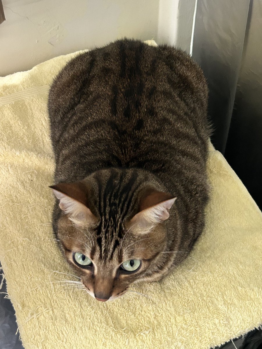 虎牙🦖與他的奴僕S tweet media