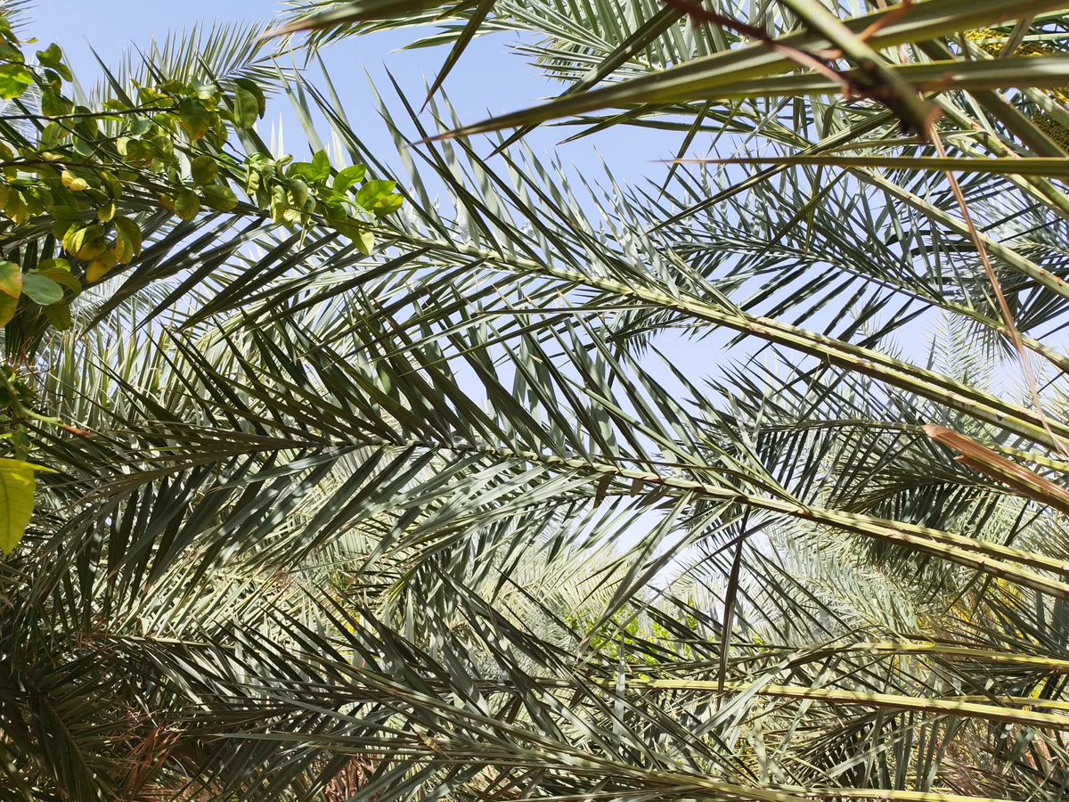 سمير نحيلي tweet media