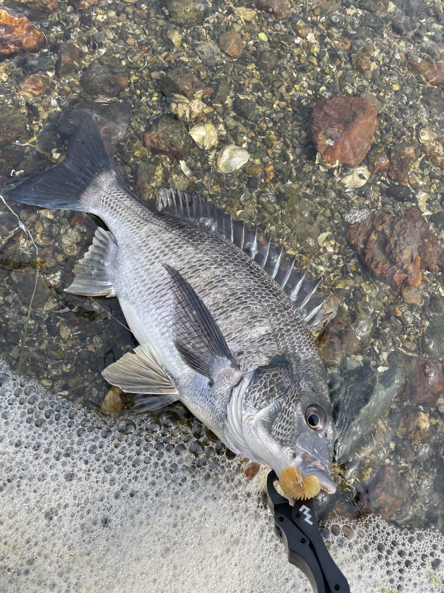 ✩とも✩ tweet media