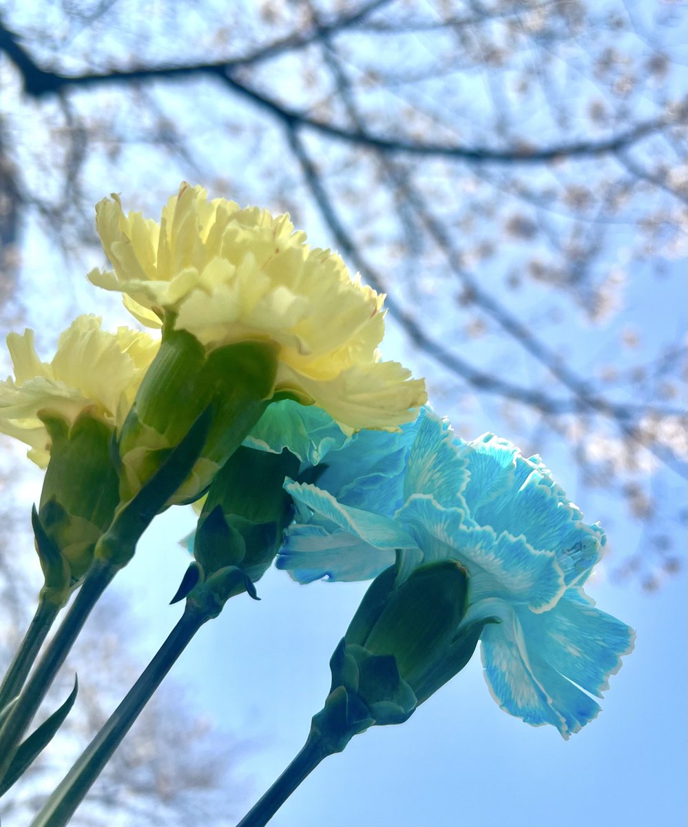 ふなっしー💙 tweet media