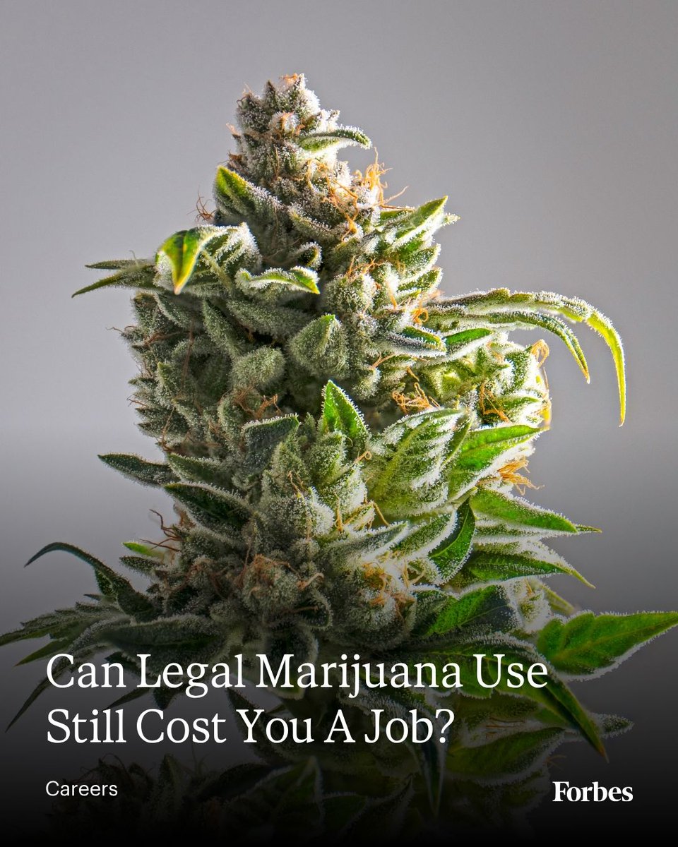 Forbes's tweet photo. Can legal marijuana use still cost you a job? As more states legalize marijuana for medical or adult use, many workers assume that lawful use carries over into the hiring process. The legal reality is far more fragmented.

Learn how state and local laws influence marijuana and hiring decisions: https://t.co/gLj5MUimnS (Photo: Getty Images)