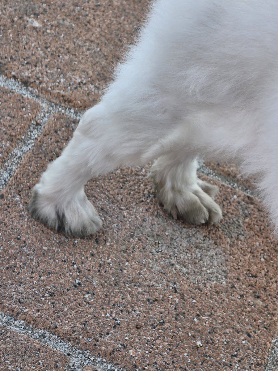 보라돌이🐹🐿 tweet media