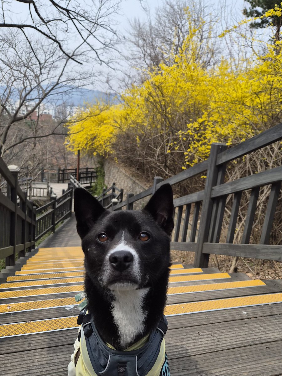 가족 찾고 있는 미쯔🐶 tweet media