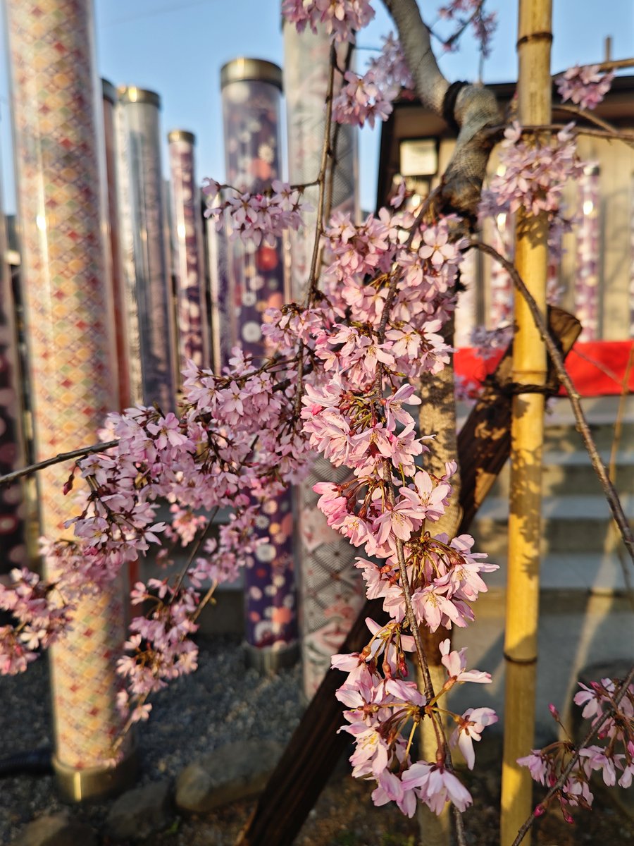 hitomihcx's tweet photo. Randen Arashiyama Station/嵐電嵐山駅/2026.03.28
#Kyoto #京都 #arashiyama #嵐山
#Randen #嵐電 #京福電気鉄道
#ArashiyamaStation #嵐電嵐山駅
#NearbyStation #近所の駅
#KimonoForest #キモノフォレスト
#CherryBlossoms #桜 https://t.co/peoklvEAoH