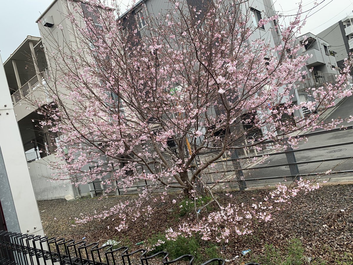 🐼ひめ🦋たんたんたんたんたん×2🐼 tweet media