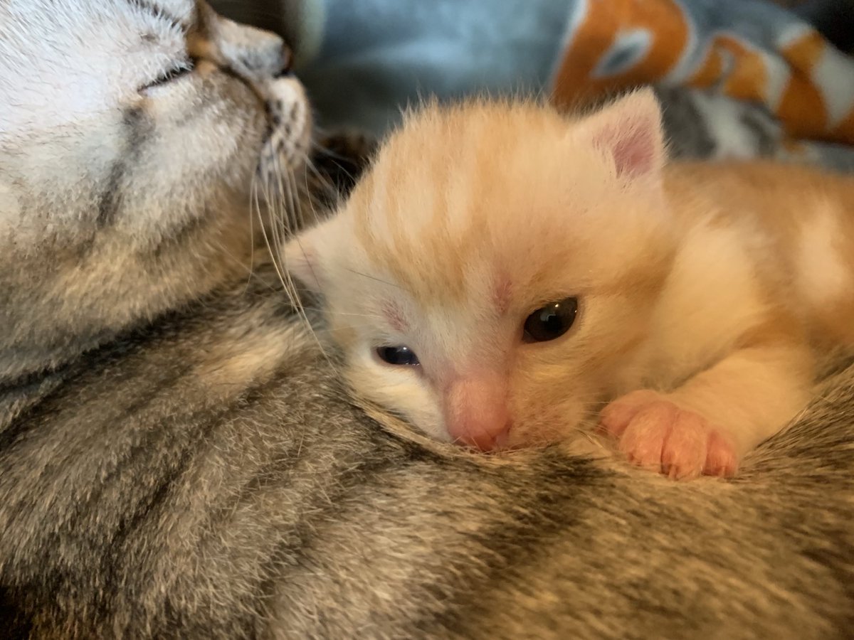 akipapa123 tweet media