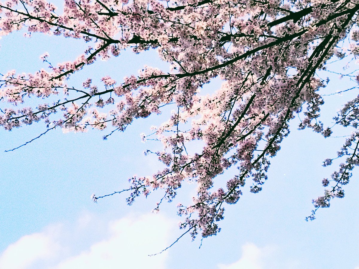 葵井深月@3/24-29葵井深月展 tweet media