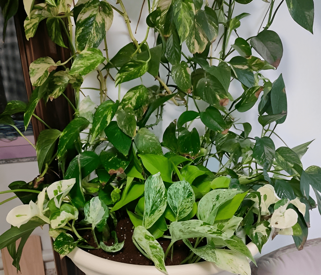 baulaz sarah tweet media