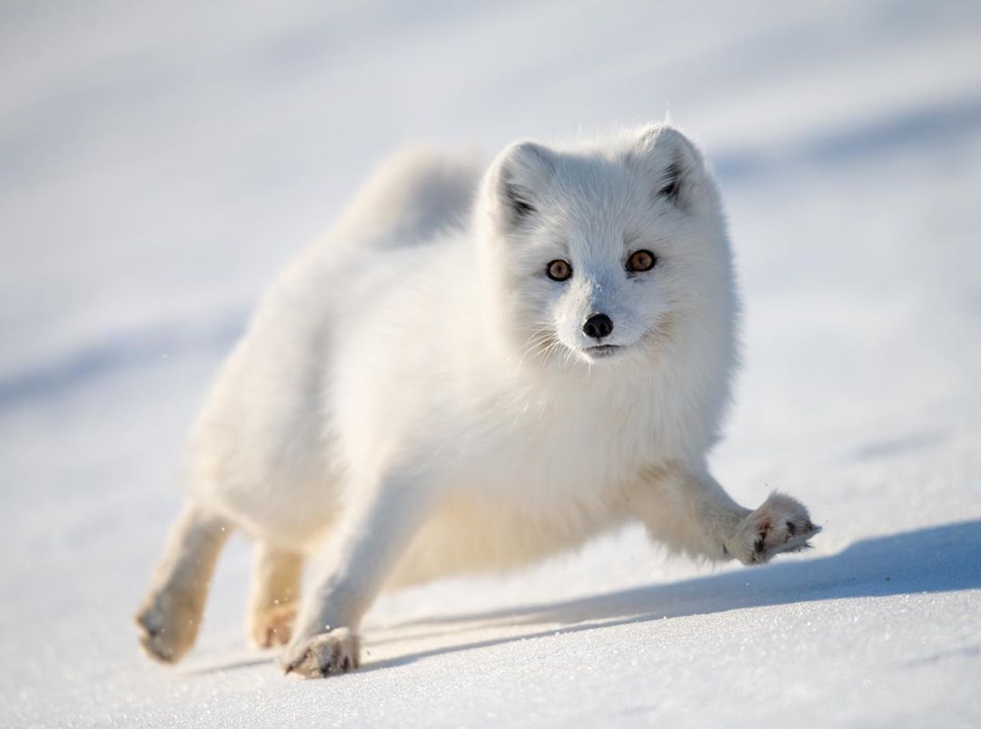 Daily Arctic Fox tweet media