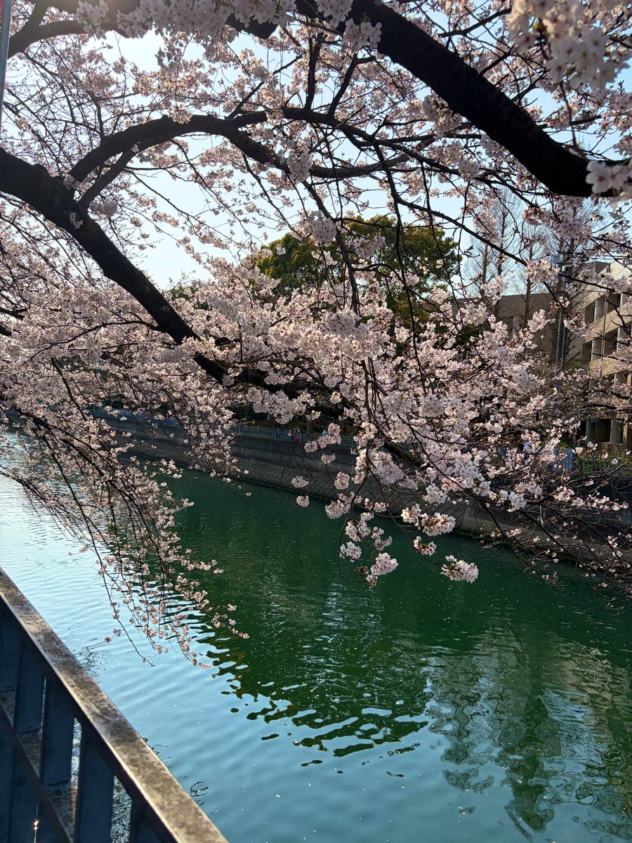 近所で花見散歩🌸
