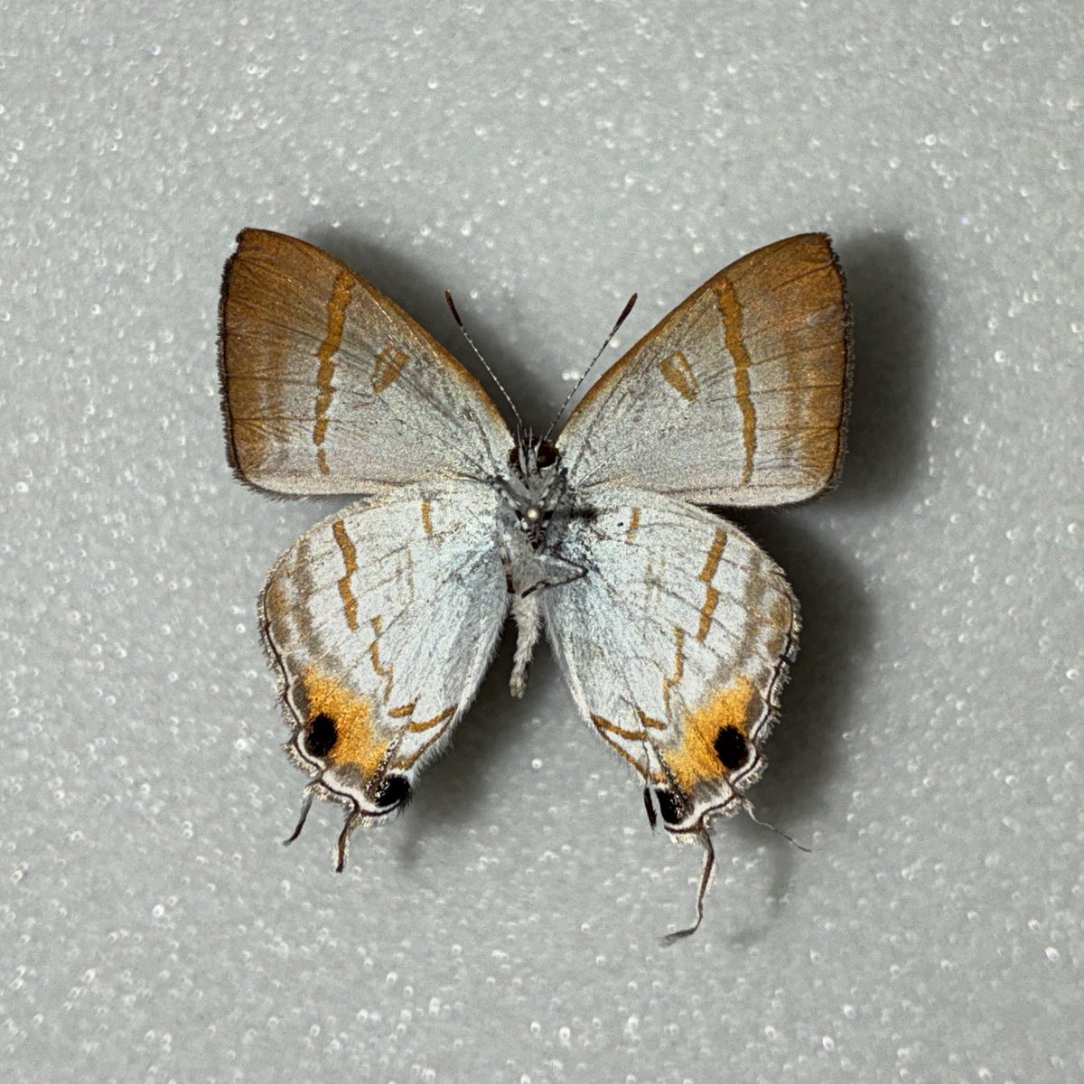 きつねのこ tweet media