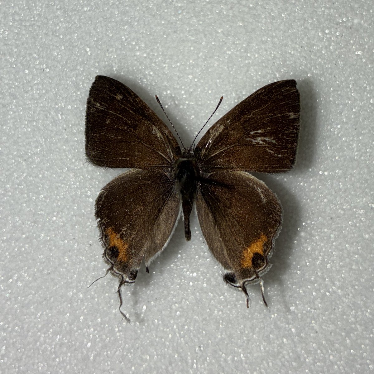 きつねのこ tweet media