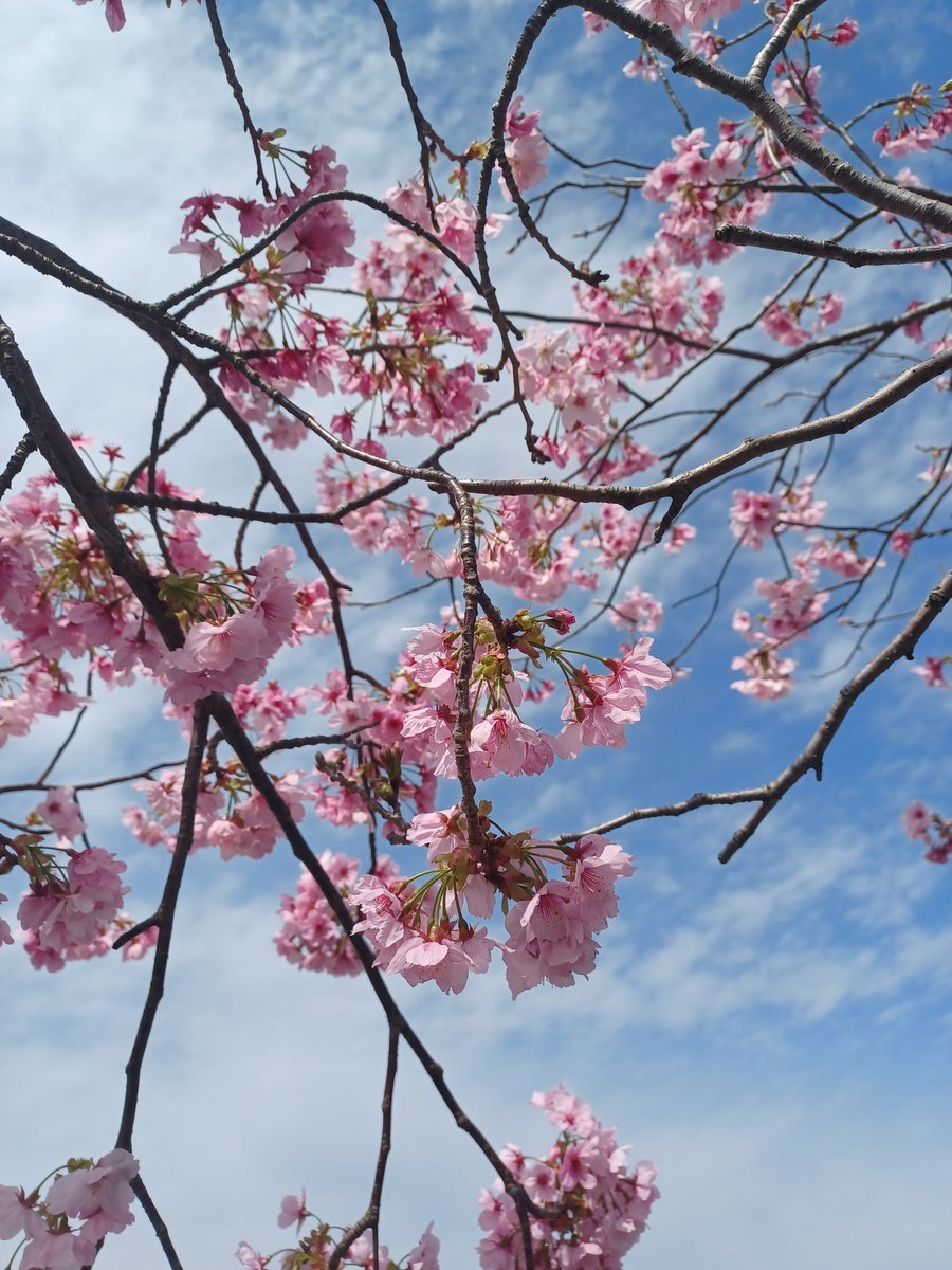 顎長禿雄(あごながはげお) tweet media