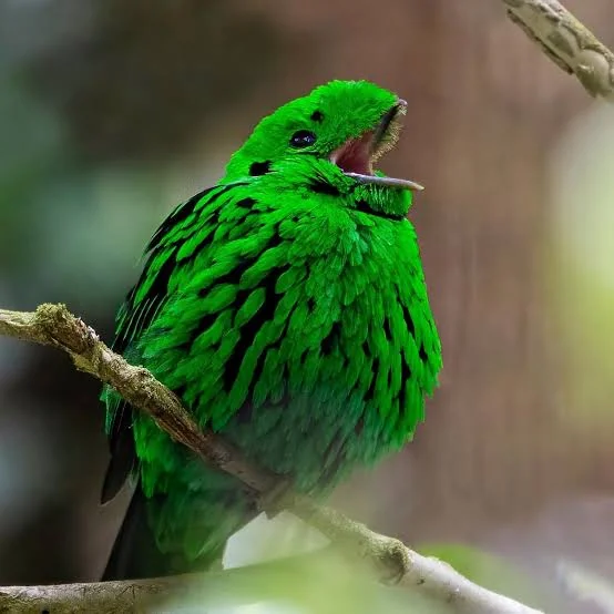 Гуго Карлович ™ tweet media