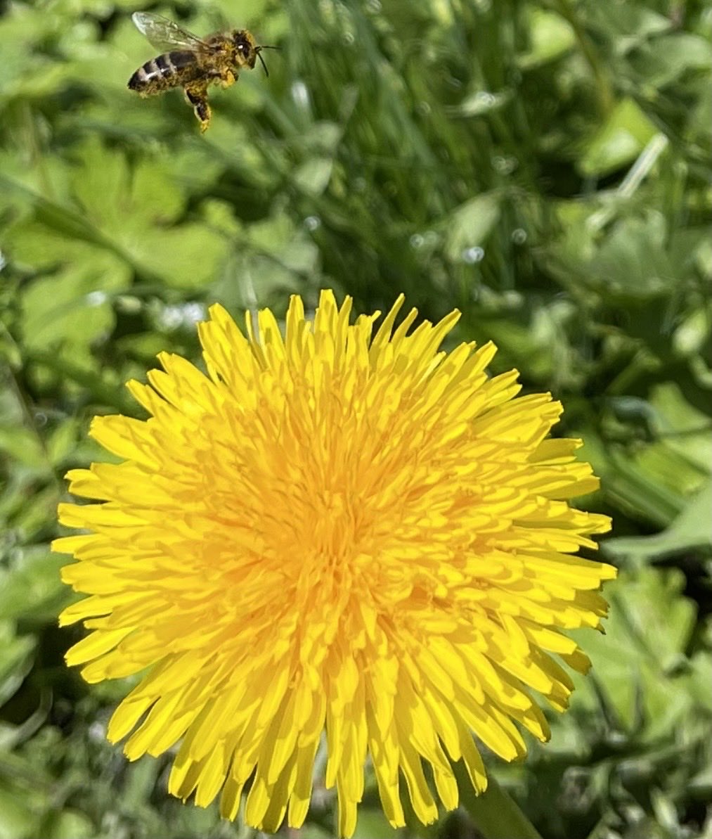 VolodymyrX2024's tweet image. Nice! That's some hard work for a photographer.
#This little bee has collected nothing but pollen on its legs!)

#Beekeeping 
#Natural Sciences 
#Honey 
#Biology