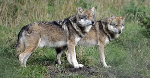 STOP praniu mózgów 🦅 tweet media