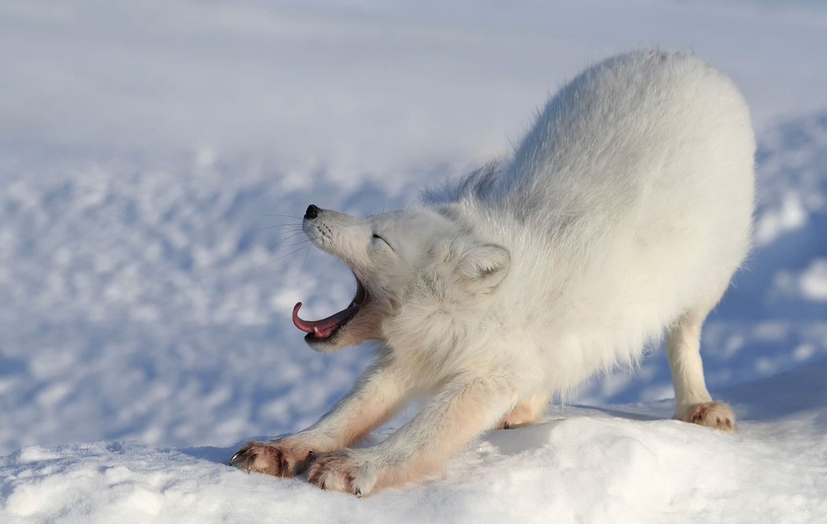 Daily Arctic Fox tweet media