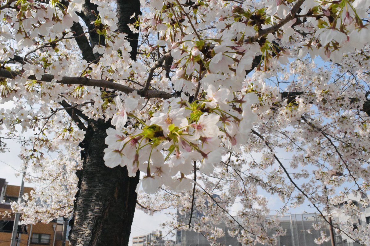 衛藤直毅_Eto Naoki tweet media