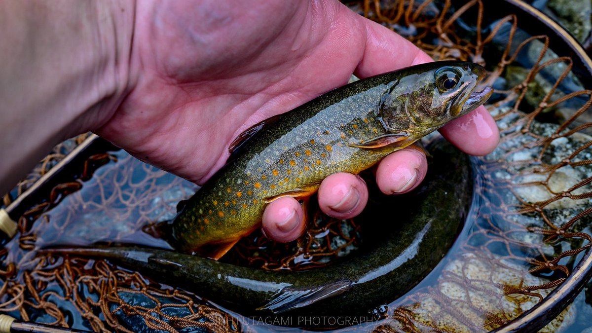 sinh11f's tweet photo. .
.
my first stream fishing 2026.
.
.
Nikon Z5ii + Nikkor Z 24-120mm f/4 S + pl
#tenkara #streamfishing #JapaneseFlyFishing https://t.co/gZuAny2ft6