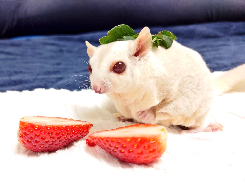 ハナセレブ🚑🐧🌸🐭𓄛🍑 tweet media