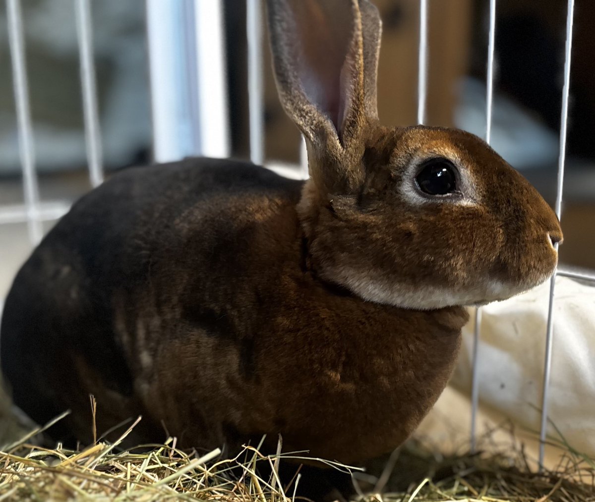 Carrot Cottage Rabbit Rescue tweet media