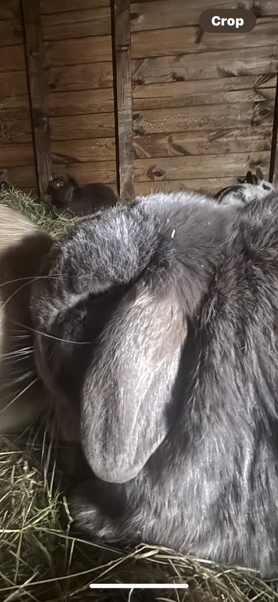 Carrot Cottage Rabbit Rescue tweet media