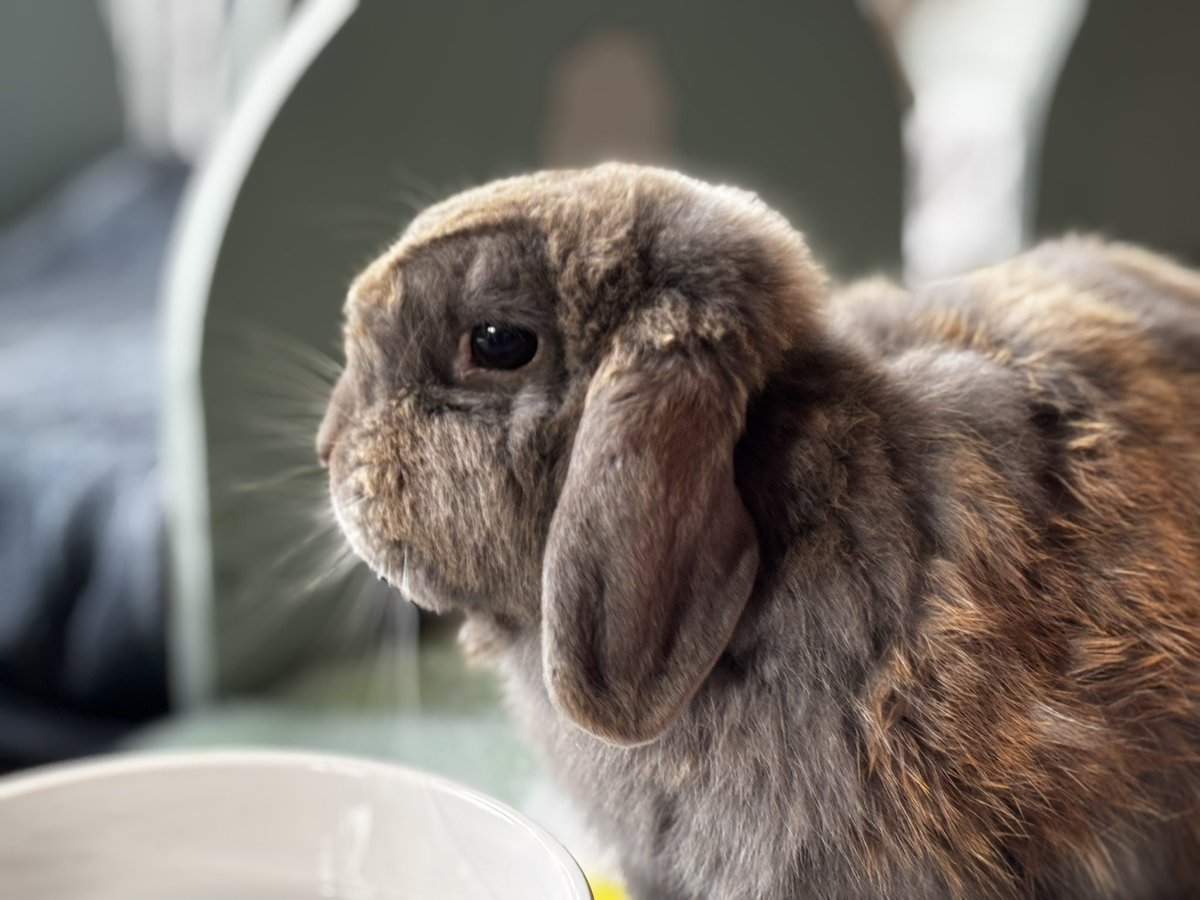 Carrot Cottage Rabbit Rescue tweet media