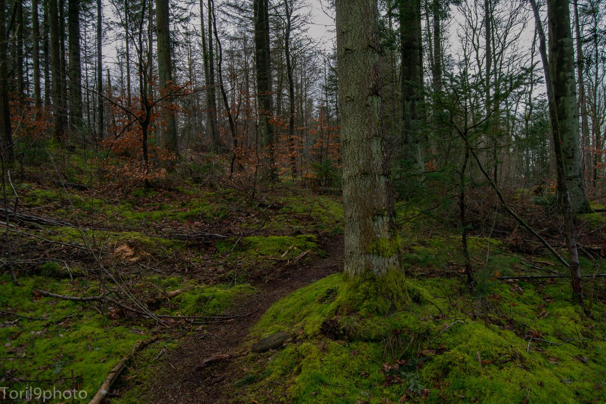 toril9photo📸 tweet media