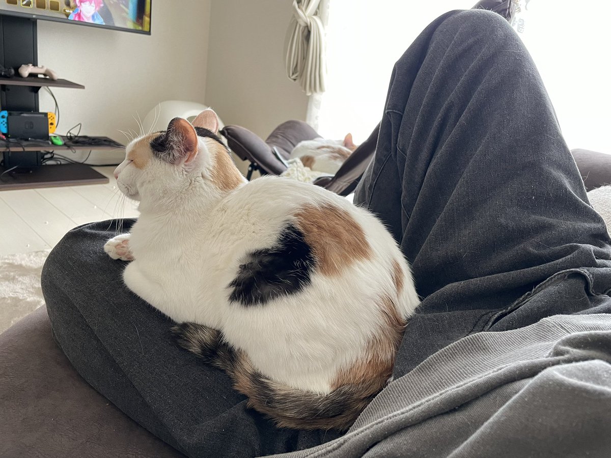 鯖の味噌煮。 tweet media