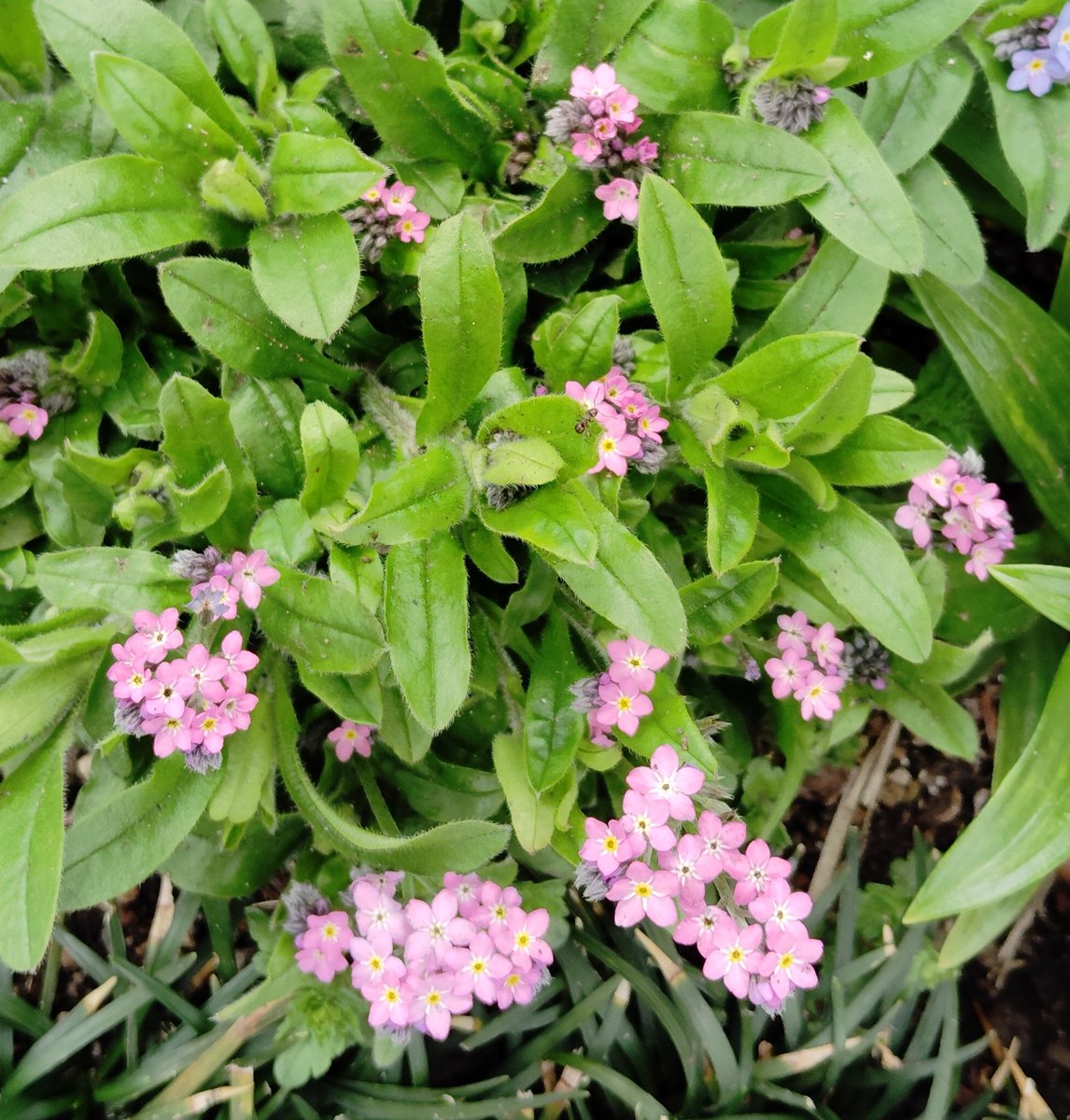 PETIT2(ぷちぷち） tweet media