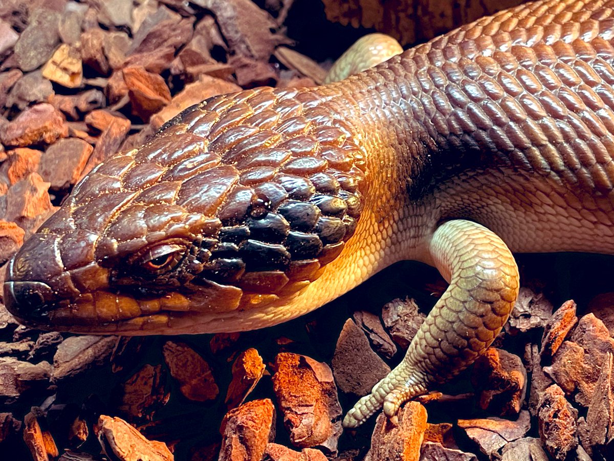 カメダンディズム tweet media