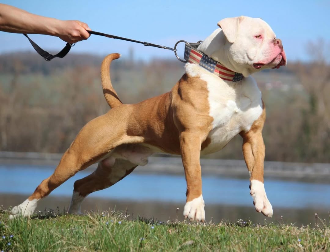 Aris Pedigree tweet media